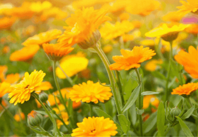 Lotiune tonica cu Galbenele Calendula, 250 ml, Kiehl's